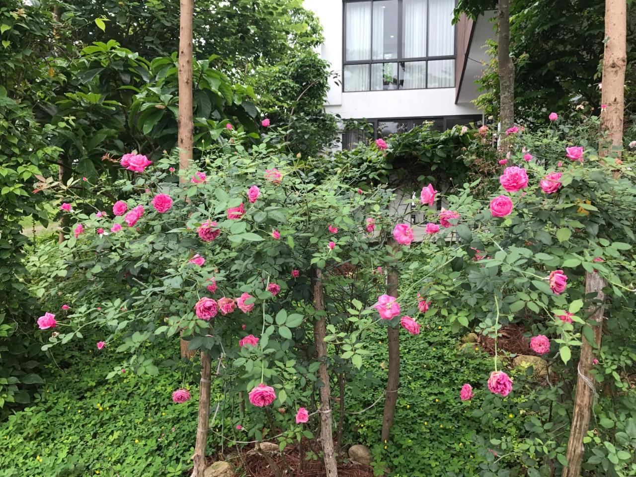 Flamingo Dailai - Hq Ngoc Quang